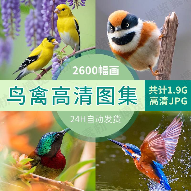 Birds, Birds of Prey, Small Birds, High-Definition Photography Images, Nature, Baby Birds, Bird Sounds and Flowers, Material Jpg Collection