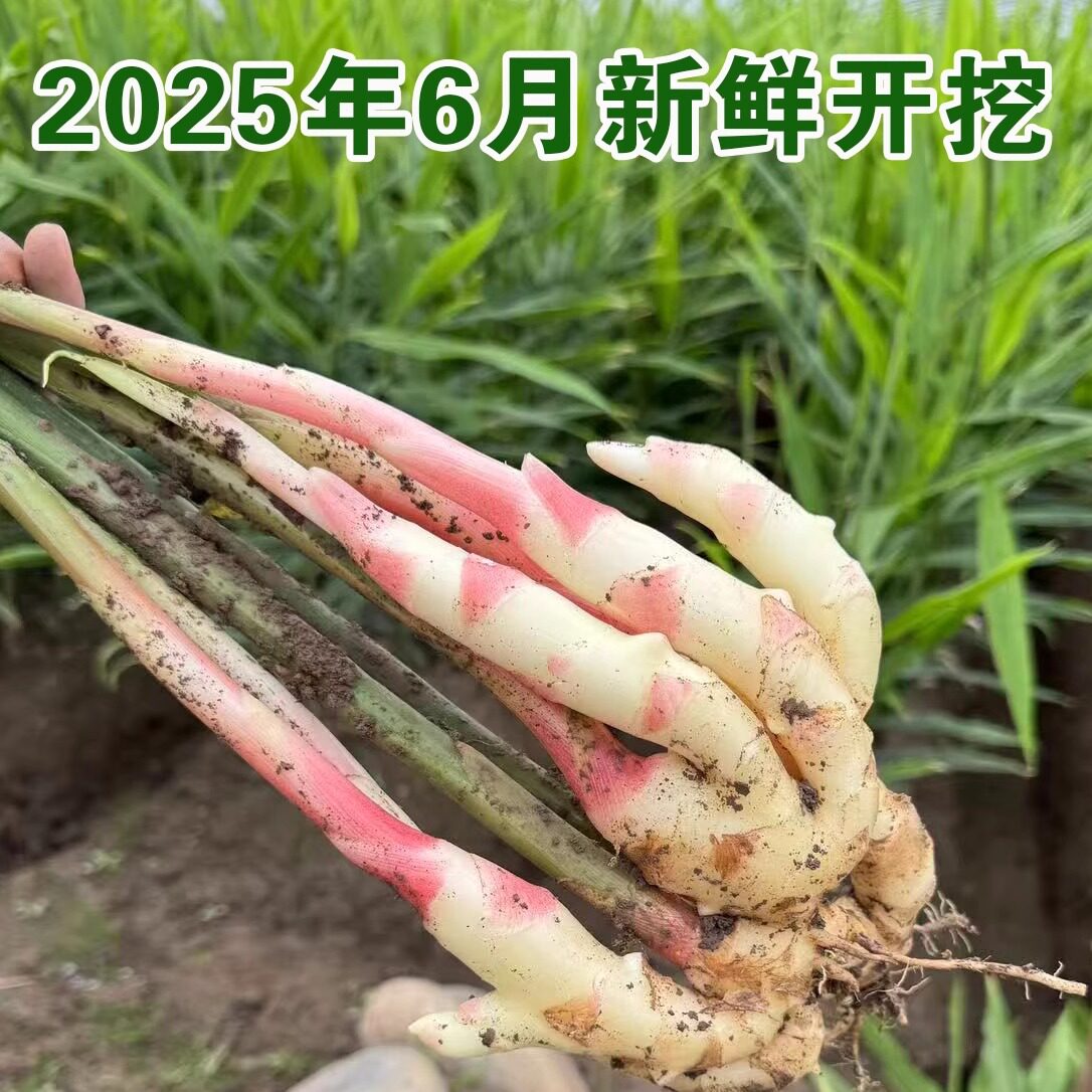 四川嫩姜：央视推荐的麻柳姜，乐山特产醋泡姜，你尝过吗？-生姜-淘宝百科网