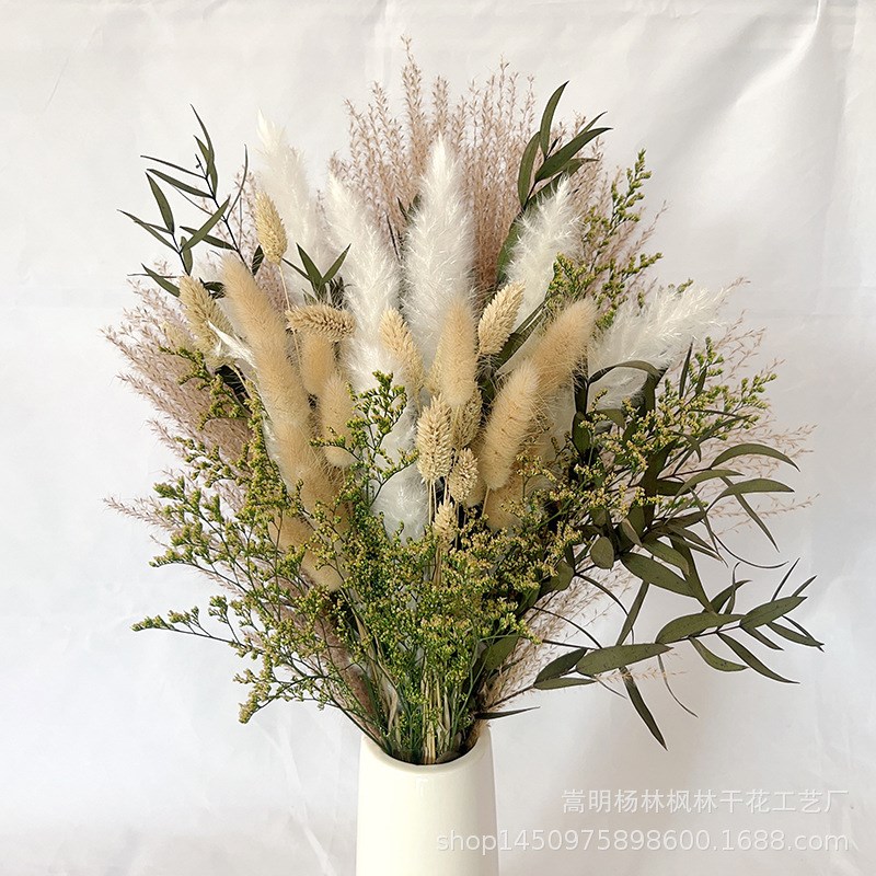 拂尘兔尾草天然干花花束真潘帕斯草云南工厂蒲苇小芦苇-淘宝Taobao | 天猫Tmall