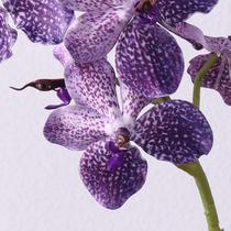 Nordic artificial flowers orchids Vanda orchids hand-feeling phalaenopsis orchids home soft decoration engineering wedding decorations artificial flowers