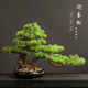Welcome Pine Ornaments, Home Decoration, Simulated Green Plants, Potted Plants, Living Room, Entrance Hall, Office Desktop, Beauty Pine, Fake Tree Decorations