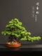 Simulated Welcoming Pine Ornaments New Chinoiserie Living Room Entrance Table Decoration Solid Wood Green Plant Bonsai Hotel Home Accessories