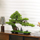 New Chinese-Style Artificial Welcoming Pine Green Plant Soft Decoration Bonsai Tree Home Interior Decoration Hotel Clubhouse Restaurant Ornament