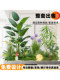 Simulated Green Plant Combinations for Indoor Landscaping, Decoration under Stairs, Mall Decoration, Artificial Plant Landscaping, Potted Ornaments