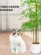 Simulated Green Plant Nandina Bamboo Floor-Standing Potted Plant Living Room Decoration Indoor Artificial Plant High-Quality Bonsai Decoration Artificial Tree