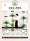 Simulated Plant Dragon Blood Tree Interior Decoration Classy Accessible Luxury Plant Potted High Quality Imitation Green Plant Floor-Standing Tree