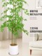 Simulated Green Plant Nandina Bamboo Floor-Standing Potted Plant Living Room Decoration Indoor Artificial Plant High-Quality Bonsai Decoration Artificial Tree