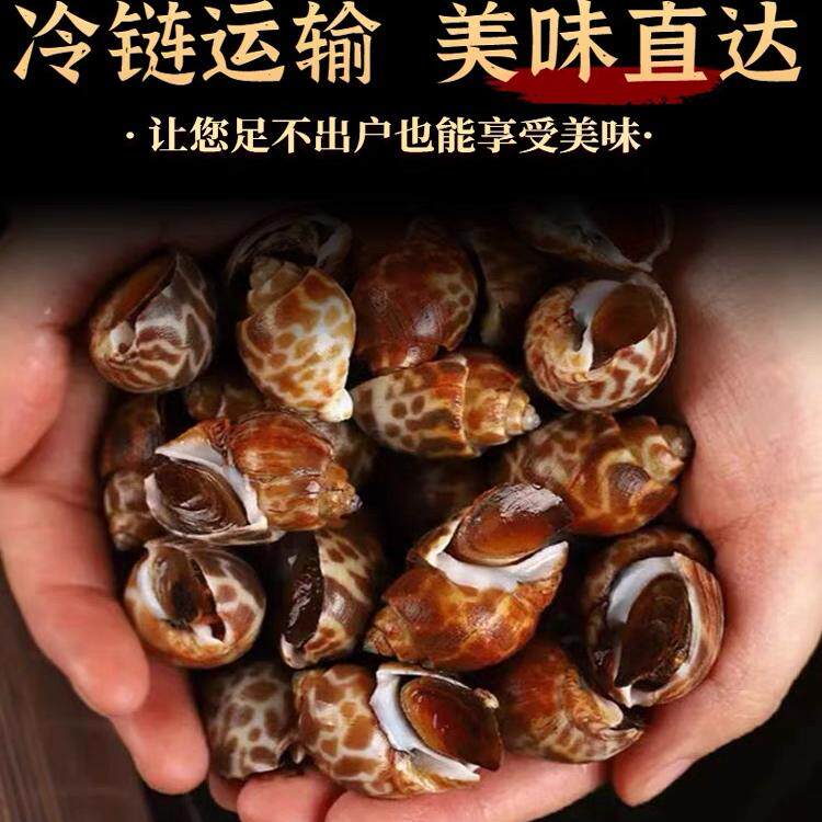 东海新鲜现捕泥螺：如何挑选和享用这份海味盛宴？-安康鱼-淘宝百科网