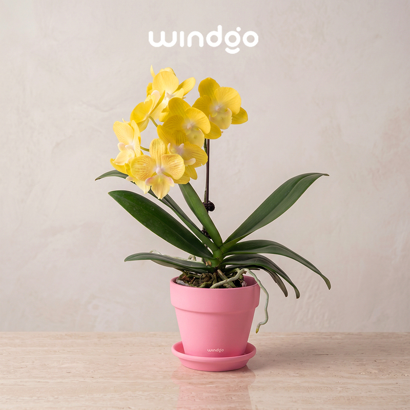 Windgo Simple Peach Pink Clay Flower Pot with Tray Round Home Decor Green Plant Phalaenopsis Succulent Planter Windgo Simple Peach Pink Clay Flower Pot with Tray Round Home Decor Green Plant Phalaenopsis Succulent Planter