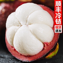 (Good Fruit Laoshu Mazhu) Thai Mangosteen 3 5 catties TY