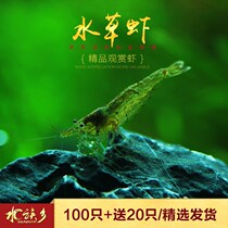 Shunfeng Fast-breeding Shrimp Freshwater Ornamental Shrimp Freshwater Live-resistant Shrimp Fresh Ornamental Shrimp Fresh Feeding