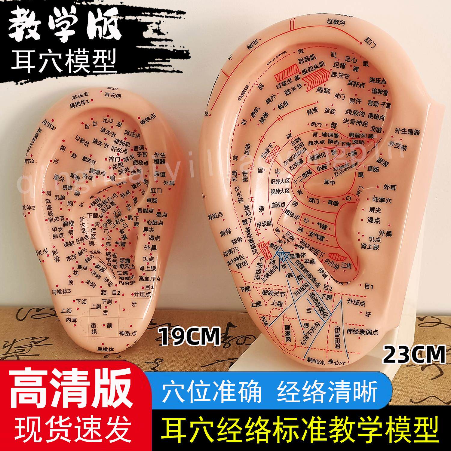 教学版耳穴模型多穴位针灸耳朵穴位模型耳穴模具特大耳模型带支架