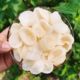 White Jade Fungus Sprouts, Cloud Fungus, a Specialty of Changbai Mountain, Small Bowl-Sized Fungus Sprouts, Wild Linden Fungus, Cold-Dried, Bulk, Natural Dried Goods