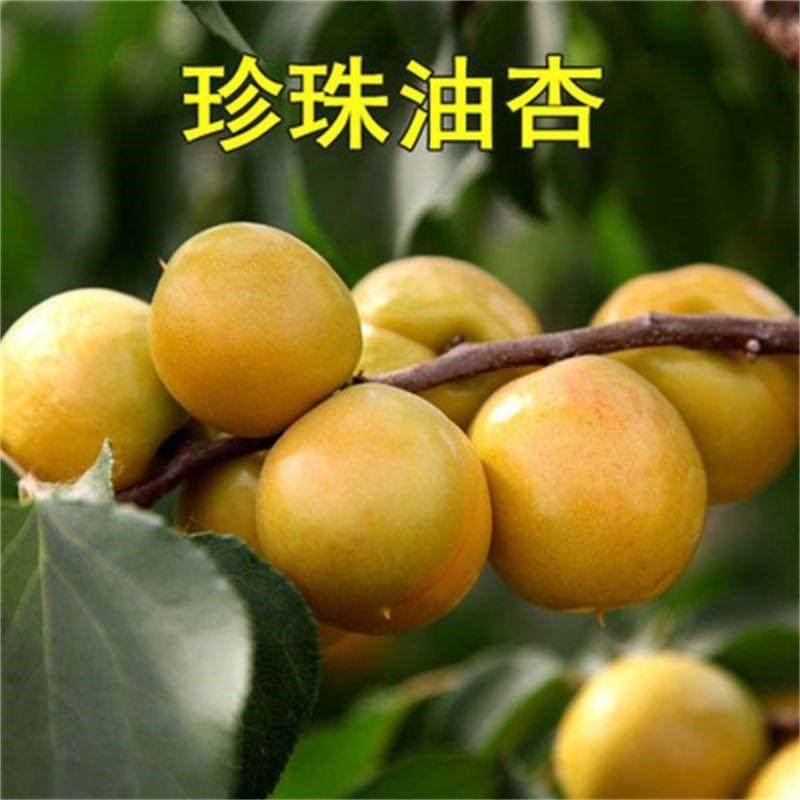 珍珠油杏树苗能否南北皆宜,特大嫁接盆栽与地栽有何区别?-果树种子种苗-淘宝好物网
