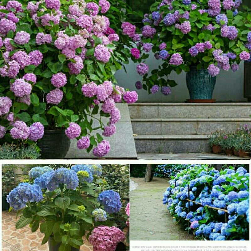 Endless Summer Hydrangea 2-Gallon Large Easy-To-Grow Potted Plant with Flowers and Buds, Purifies the Air, Suitable for Balcony, One Item Per Pot