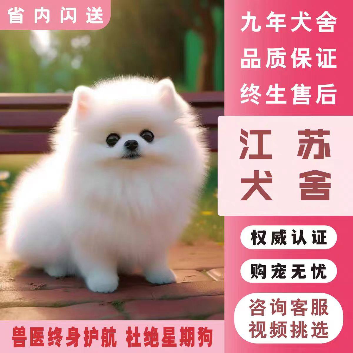 江苏犬舍【茶杯犬博美俊介】👑纯种宠物活体狗，小型白色网红狗狗，萌化你的心！💖-狗狗-淘宝好物网, image size:1200x1200