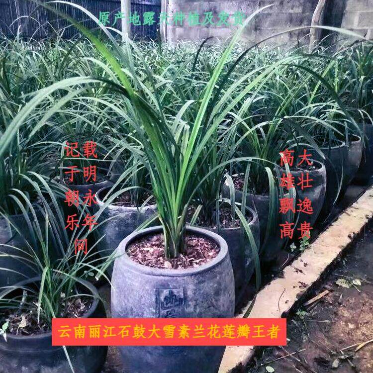 云南馨兰园石鼓大雪素