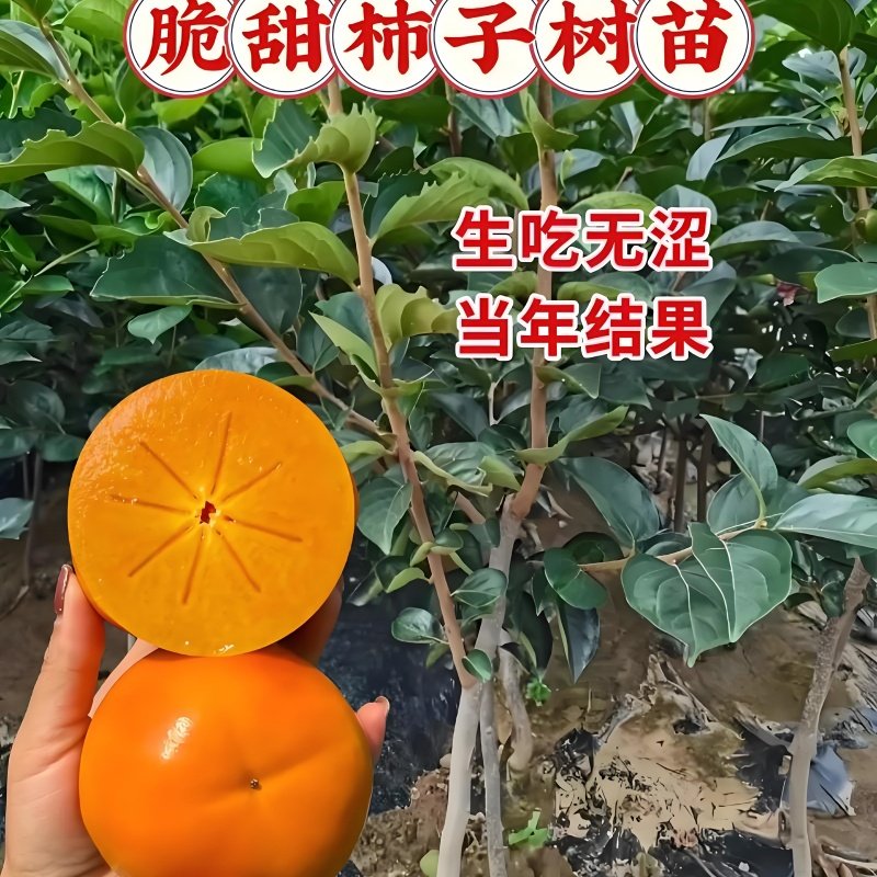 柿子苗树种植全攻略:脆甜无核柿,南北方都能种,当年结果不是梦!-送话器-淘宝百科网