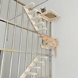 Stair Cat Climbing Rack Cat Stair Wall-mounted Cat Nest Wall-mounted Cat New Zealand Pine Solid Wood with Integrated Cat Climbing Rack