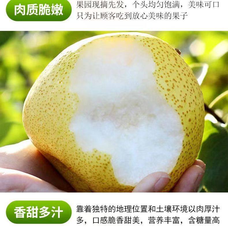 山西贡梨,薄皮核小无渣,甜度爆表的应季佳果!?-梨-淘宝好物网