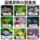孔雀鱼饲料凤尾斗鱼红绿灯斑马金波子热带鱼小型鱼粮小颗粒鱼食