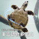 Pig-nosed turtle special turtle food turtle feed razor turtle yellow head side neck turtle water turtle universal turtle food sinking turtle food