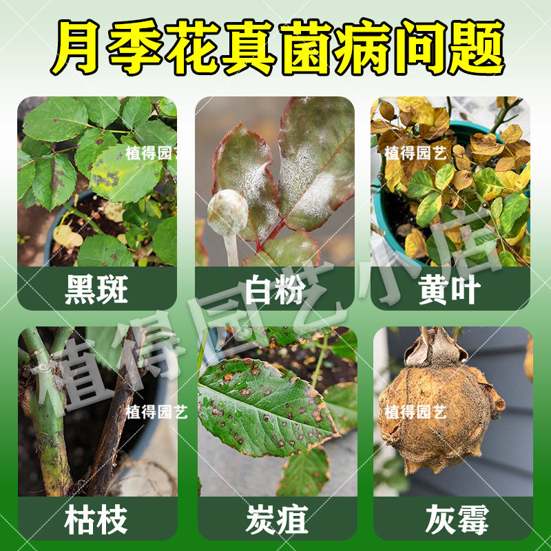 如何选择和购买高质量的丛枝菌根真菌菌剂？-商品-淘宝百科网