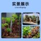 Fish Tank Landscaping Stone, Pine Bark Stone, Small Pieces of Natural Rock, Real Stone for Natural Scenery, Bonsai Stone, Micro-Landscape Raw Stone Material
