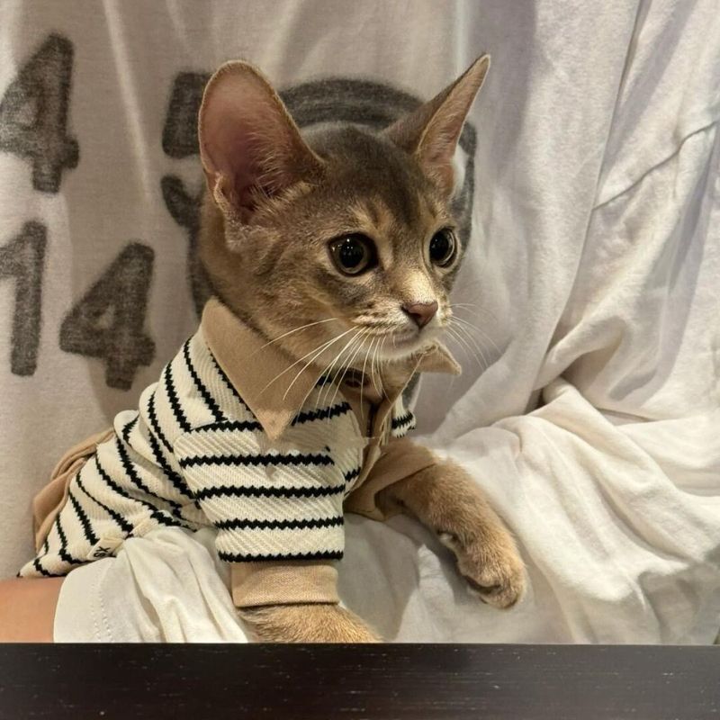 Abyssinian Cat Clothes Autumn and Winter Fresh Style Polyester-Cotton Polo Shirt Fisherman Hat Set Sphynx A0077