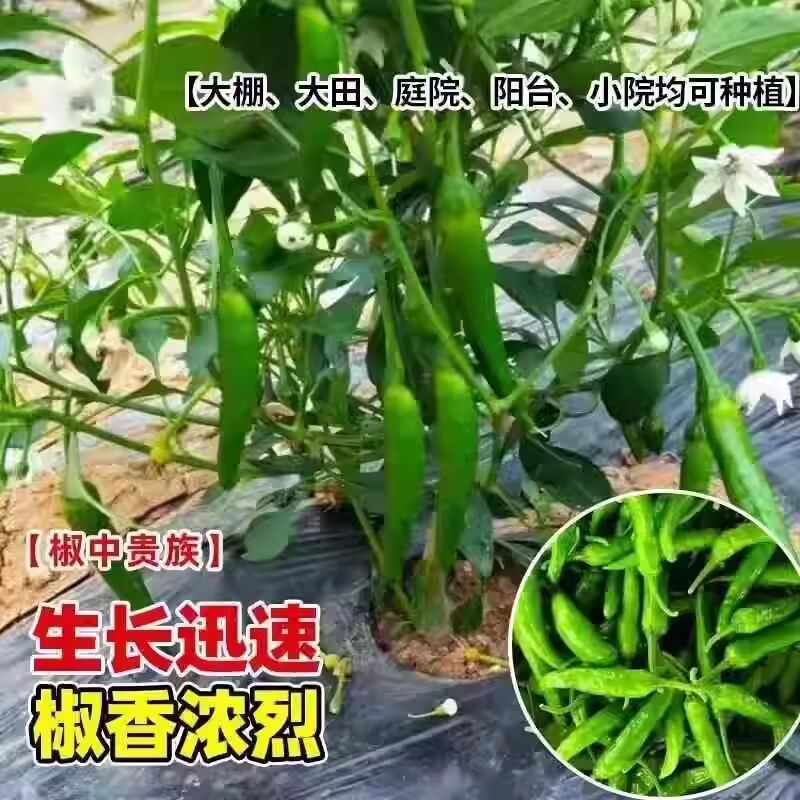 正宗樟树港辣椒苗原产地发货！带叶带土，湖南辣界天花板-花托-淘宝百科网