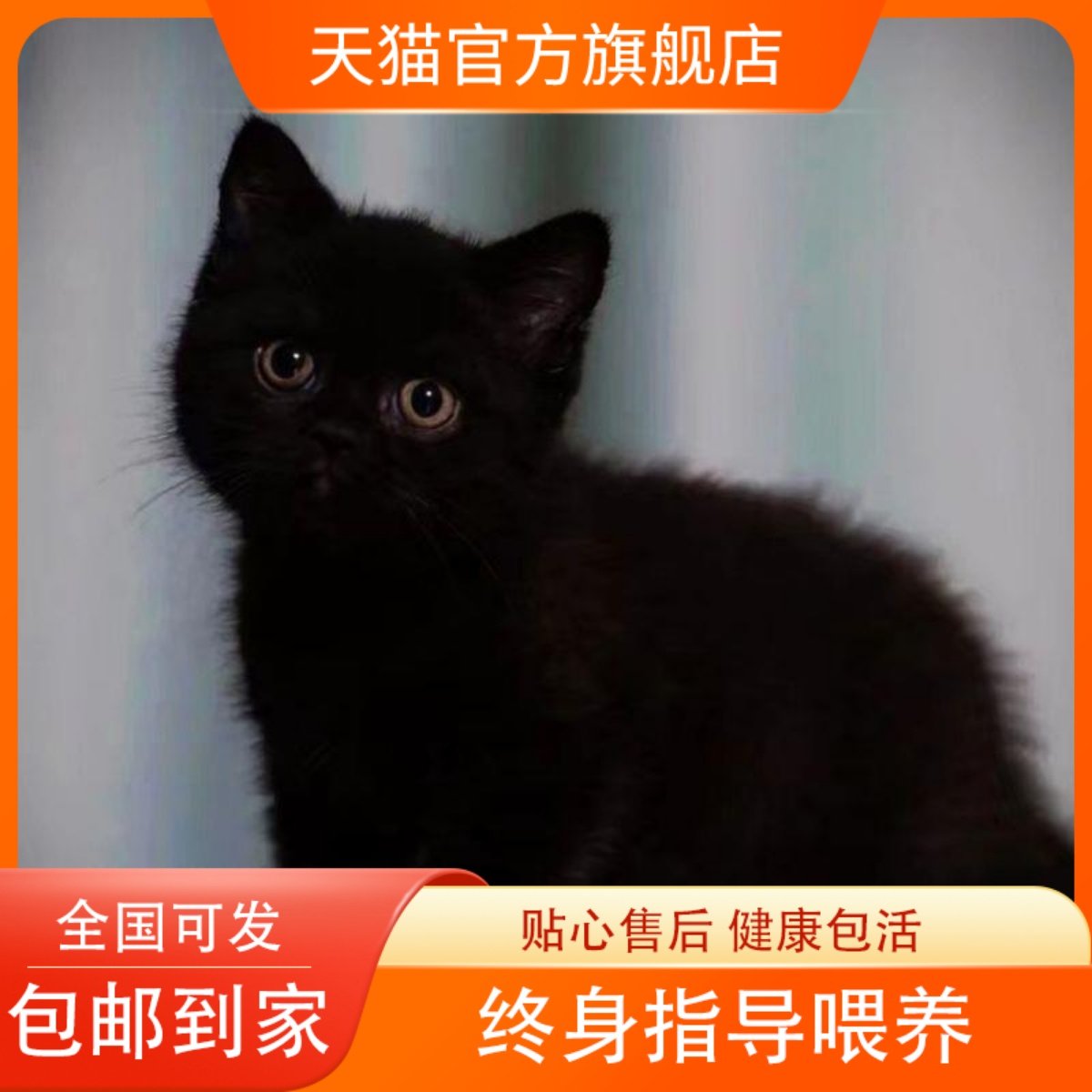 25年最火的宠物猫品种推荐｜玄猫、中华田园猫、白猫、大橘、黑煤球谁是你的梦中情猫？-猫咪-淘宝好物网