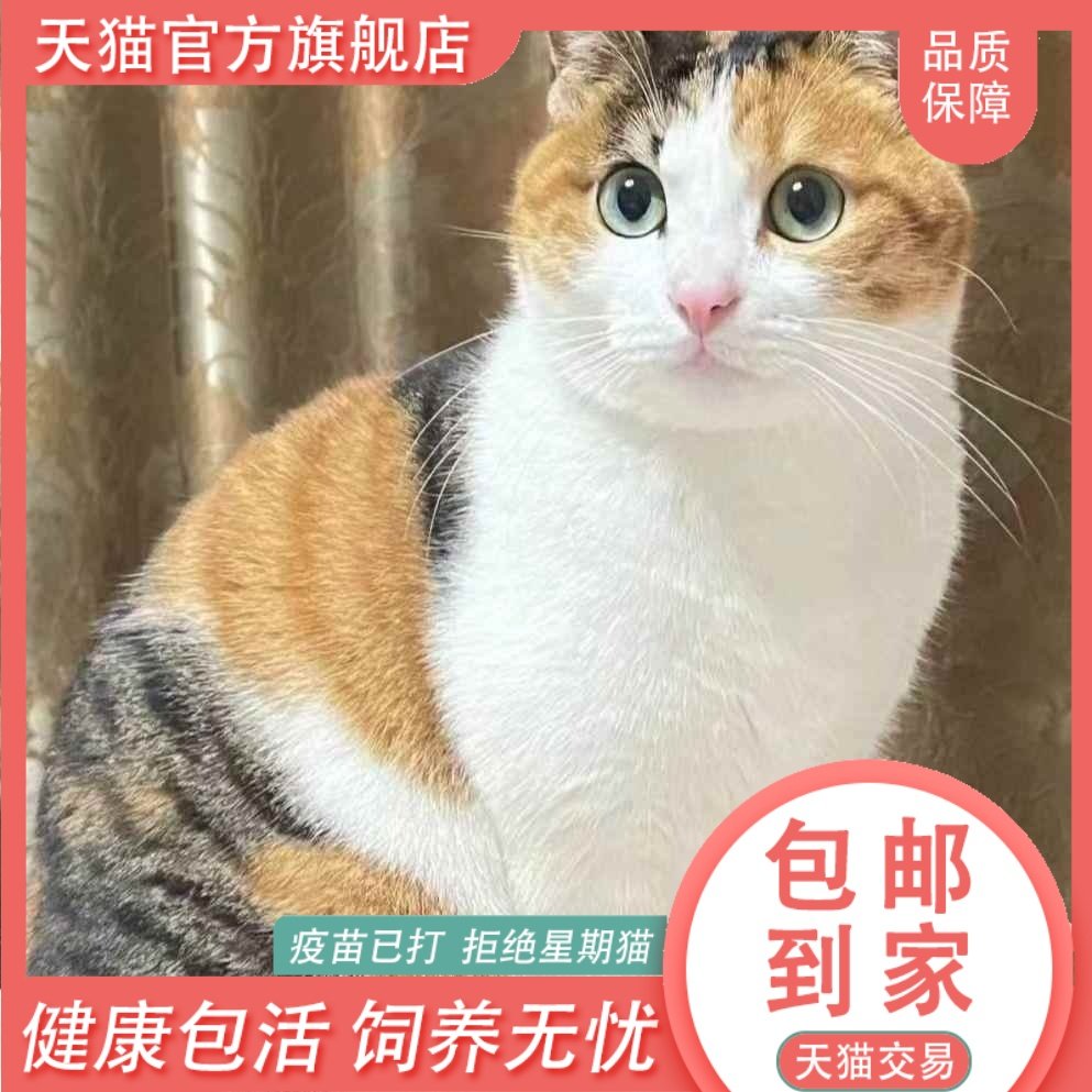 中华田园猫农村土猫：正宗家养三花猫幼崽，捕鼠小能手，萌翻你的生活