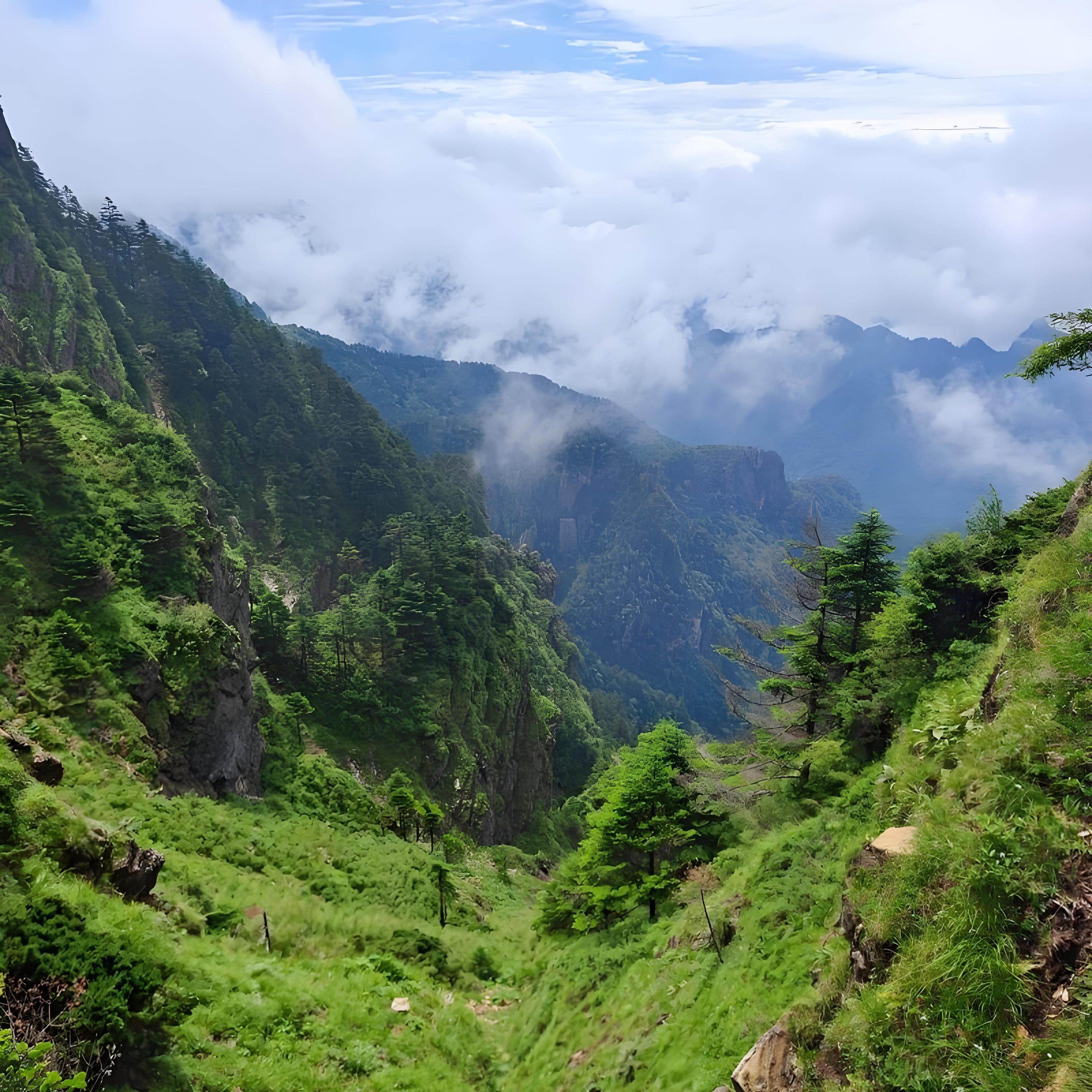 神农架山珍批发部