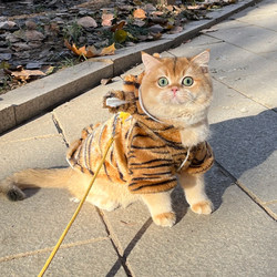Little Tiger Cat Clothes Anti-hair Winter Heattech thickened Pet Clothes Creative Funny Dress Photo Props