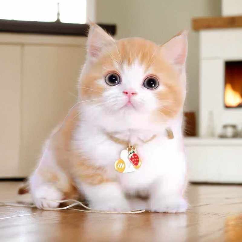 🐱 宠物爱好者的必备良伴- 田园猫幼崽💖-猫咪-淘宝好物网