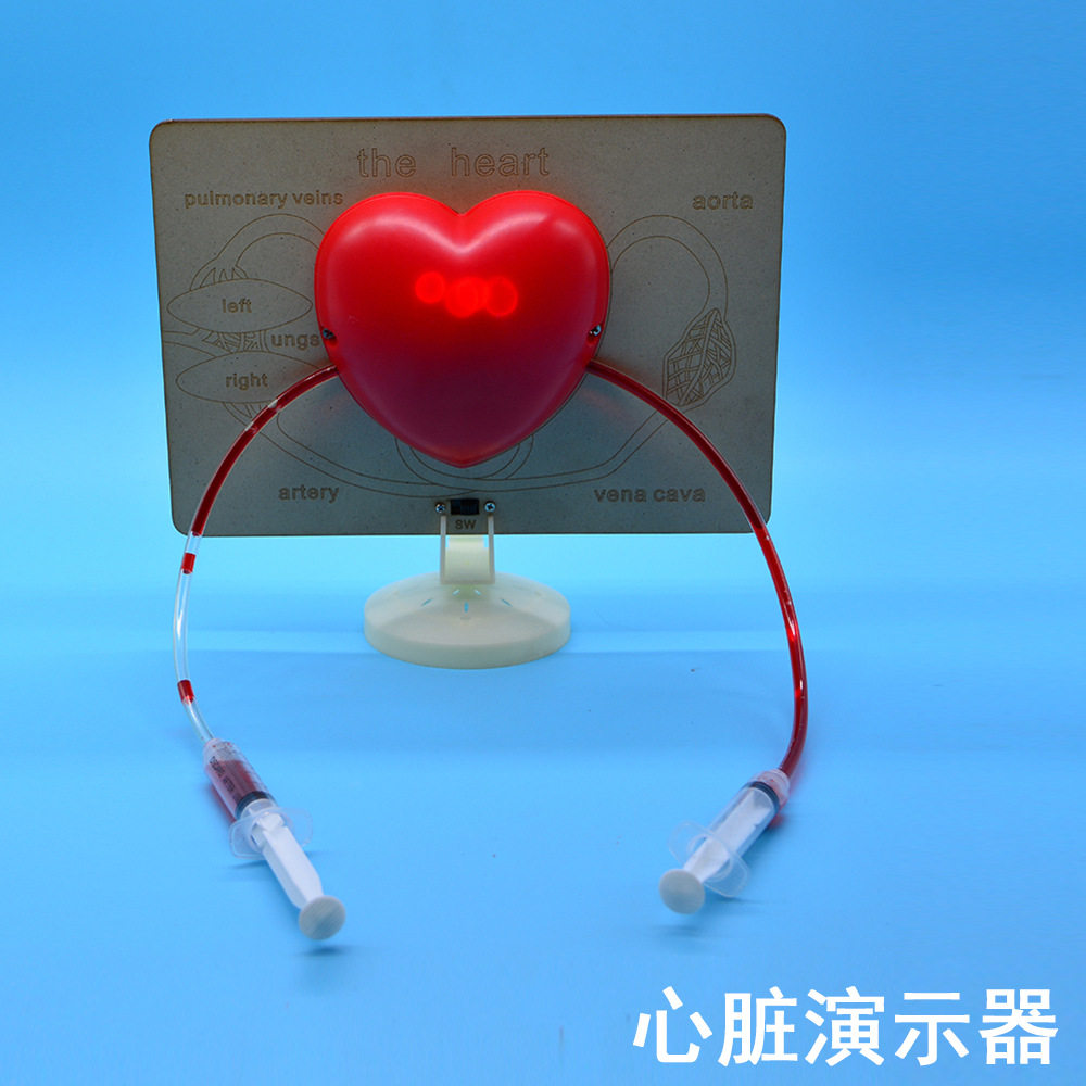学生科学小实验心脏演示器血液循环模型小制作教具幼儿园了解