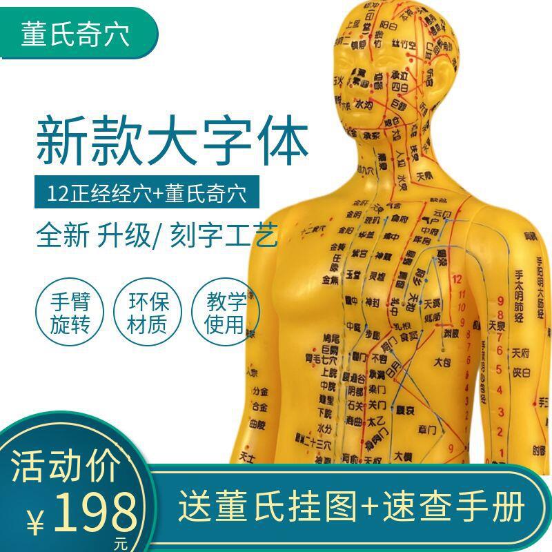 董氏奇穴教学人体模型针灸扎针培训教具经络穴位十二经络演示