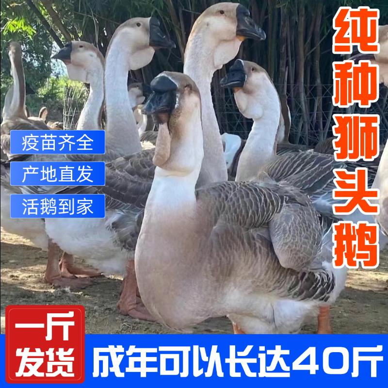 正宗大种狮头鹅:汕头特大型狮子头鹅苗,养鹅新手必备🌟-动物种苗-淘宝百科网