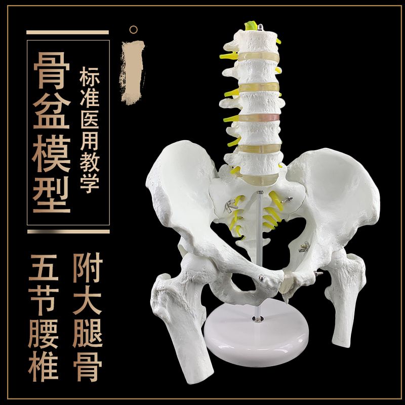 骨盆模型附五节腰椎脊柱模型盆骨模型人体骨骼模型股骨腰椎椎间盘