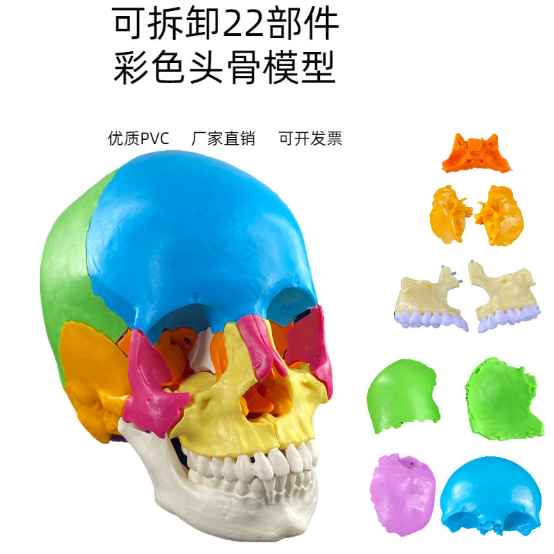 人体头颅骨着色模型 彩色头骨性分离模型带颈椎上色区分22块区域