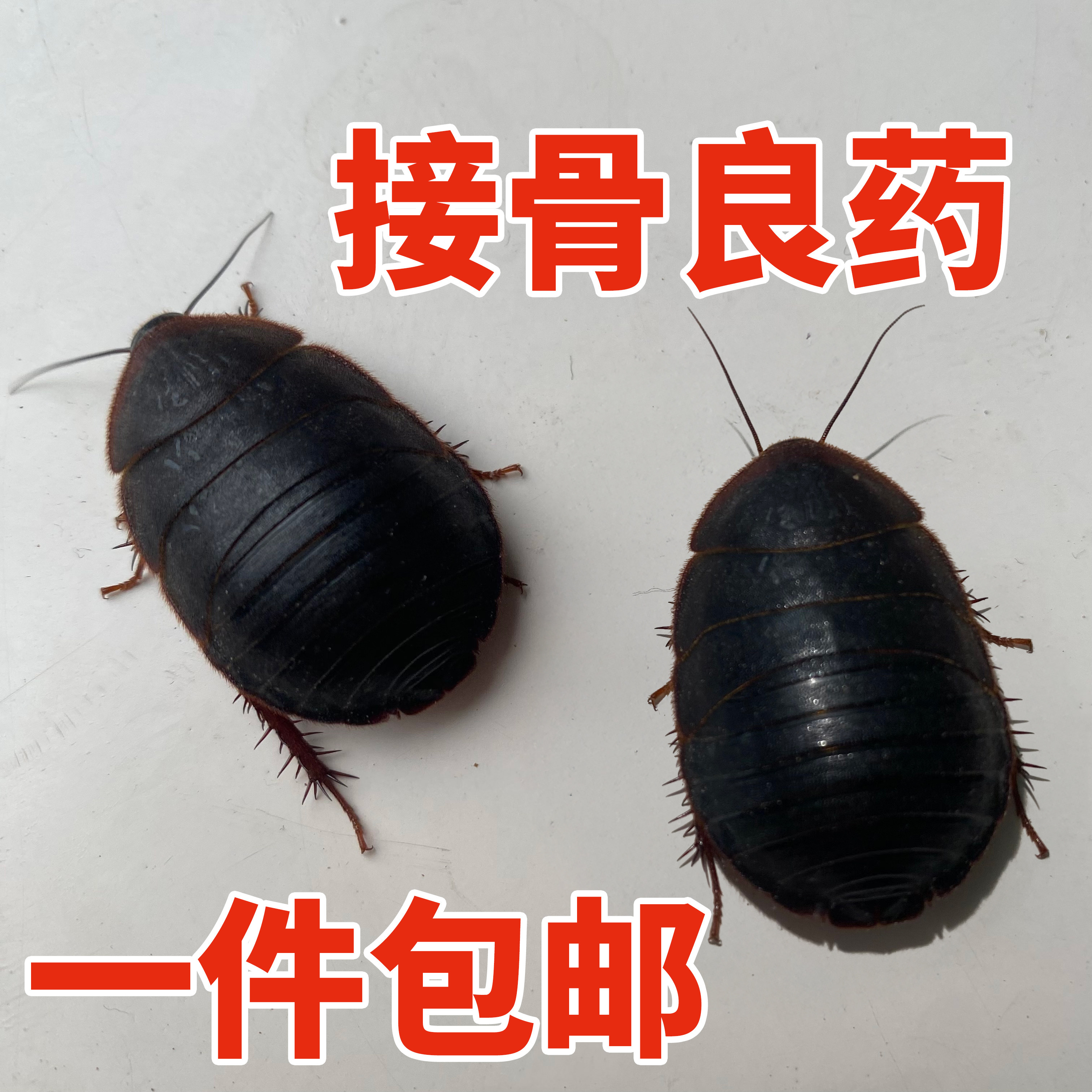 2025年必看！活土元虫（地鳖虫）食用指南｜避坑+选购+功效全解析-爬虫-淘宝好物网