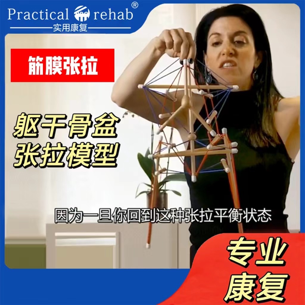 脊椎と骨盤のテンセグリティモデル構造筋膜テンセグリティ教材デモンストレーションダイナミック軸解剖学トレーニング