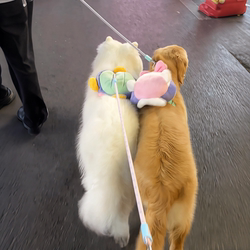 Dog Backpack for Going Out, Cartoon Plush Turtle Backpack, Medium and Large Dog Samoyed Golden Retriever School Bag, Snack Backpack
