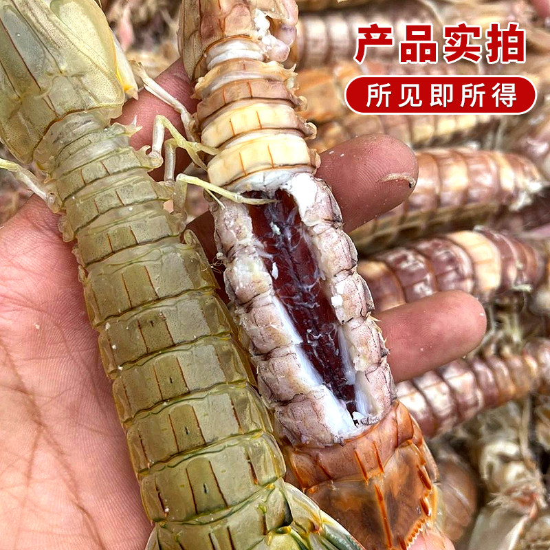 全母皮虾爬，鲜活冷冻特大满黄满膏，非即食濑尿虾，海鲜水产界的顶流担当！-冻虾-淘宝百科网