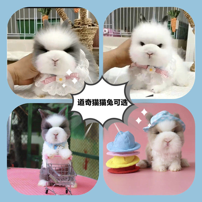 超萌迷你侏儒猫猫兔荷兰垂耳小兔活体幼崽,宿舍宠物新宠儿!-兔-淘宝好物网