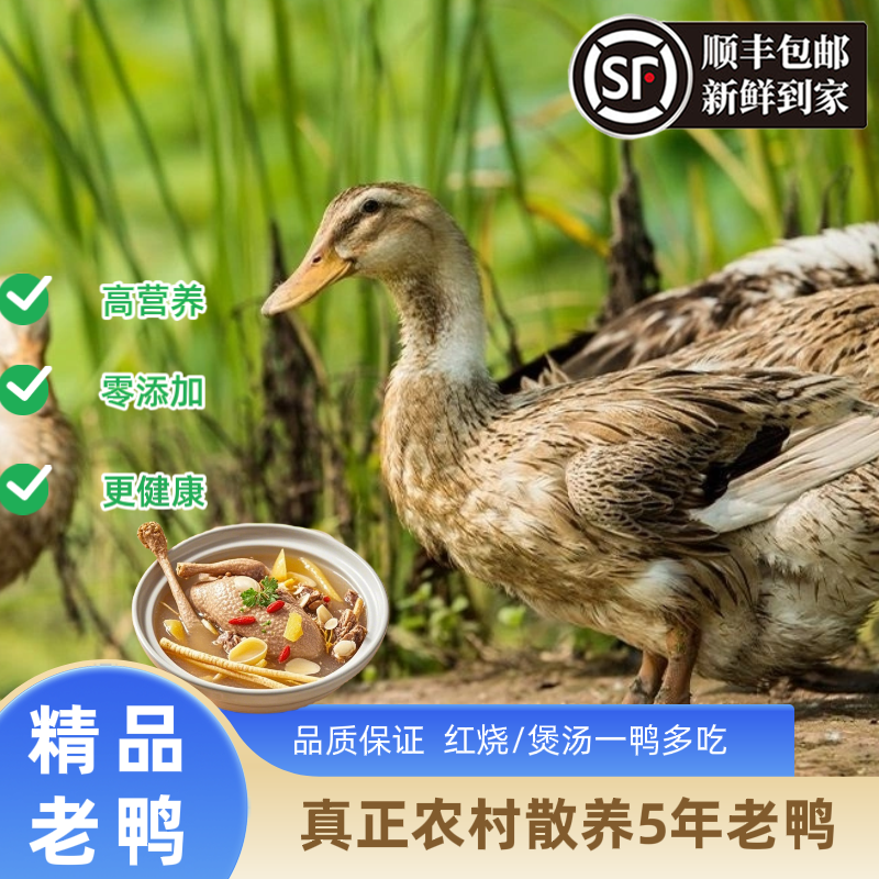 Old duck, local duck, 5 years old, free-range, reservoir duck, now killed whole, fresh and without internal organs
