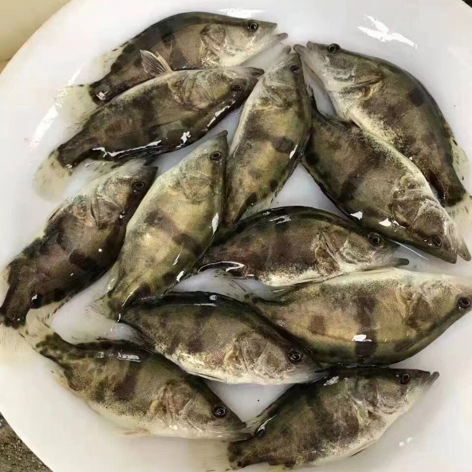 鳜鱼苗/桂花鱼苗/淡水养殖食用翘嘴鳜大眼鳜斑鳜鱼肉食活体鲈鱼鱼苗:新手也能养出高产的神仙鱼苗!-鱼苗-淘宝好物网