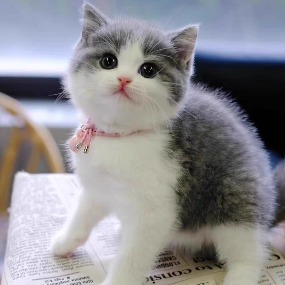 文子姐猫咖的LOGO