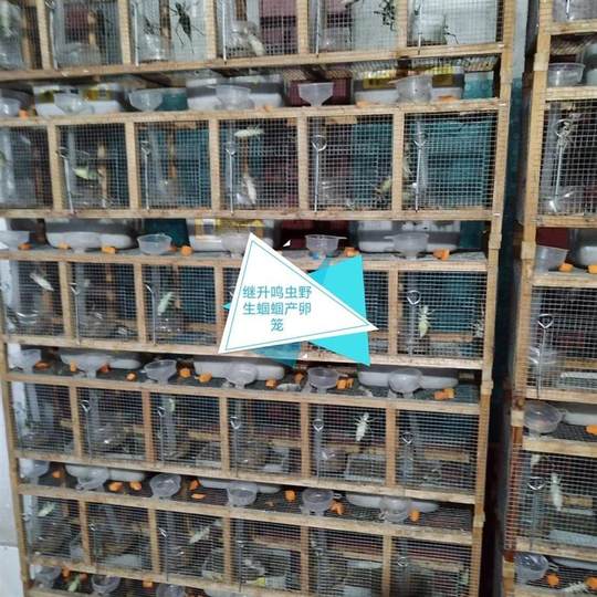 ¡A los saltamontes les brotan huevos! ¡Viene con arena para incubar y un tubo de cría como referencia! La temperatura del suelo es de unos 30 grados y en medio mes pueden aparecer pequeños saltamontes.