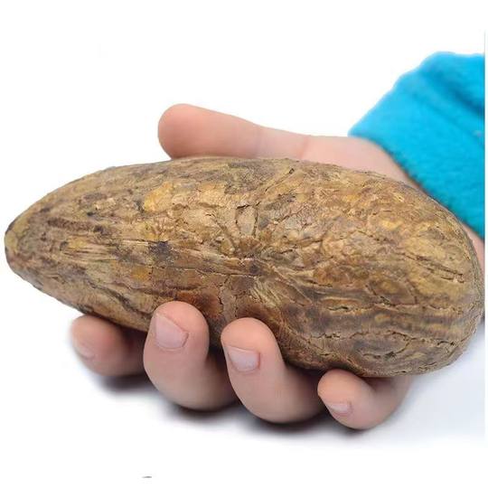 High-quality new fruit Thousand Eyes Bodhi Seed Bodhi Original Seed Large Fruit Raw Material Green White Wenwan Hand-held Fat Fruit